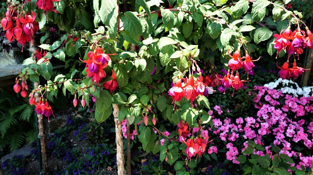 18.06.30_255_ о.Майнау.JPG