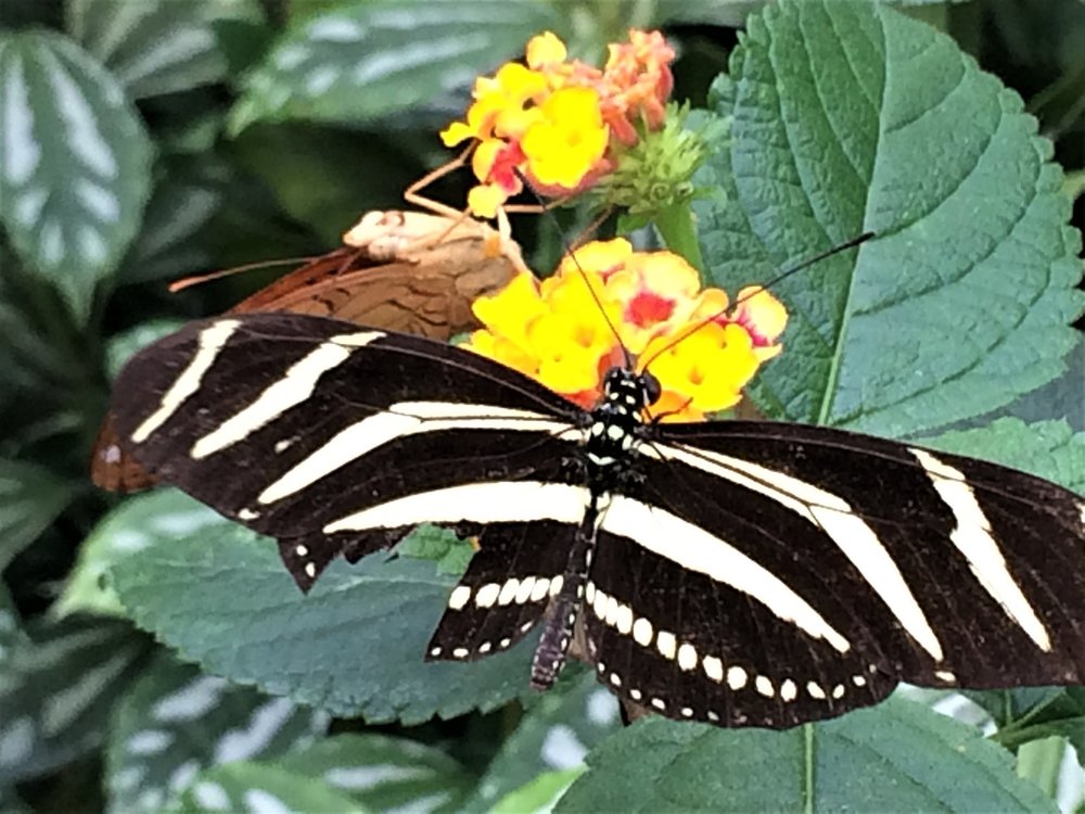 18.06.30_399_ о.Майнау.JPG