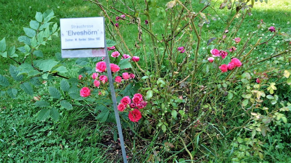 18.06.30_092_ о.Майнау.JPG