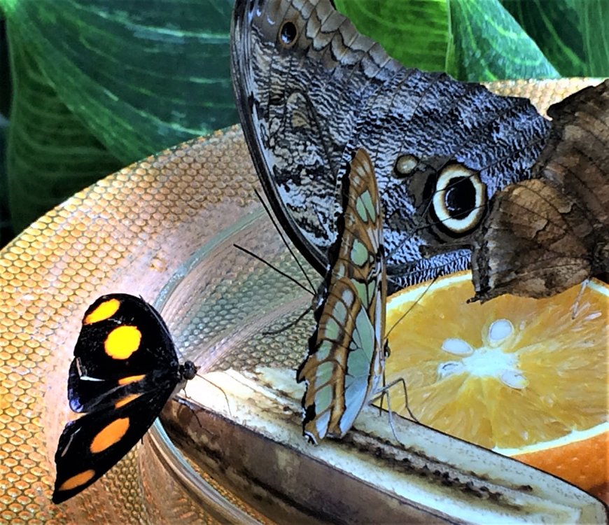 18.06.30_409_ о.Майнау.JPG