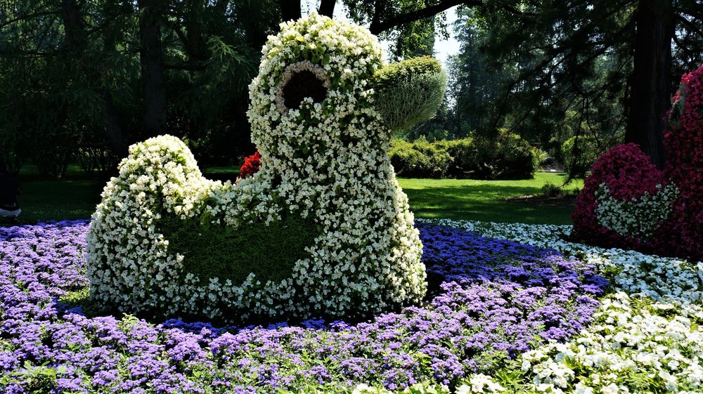 18.06.30_055_ о.Майнау.JPG