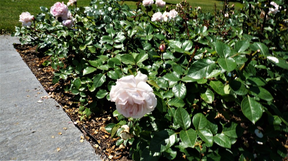 18.06.30_184_ о.Майнау.JPG