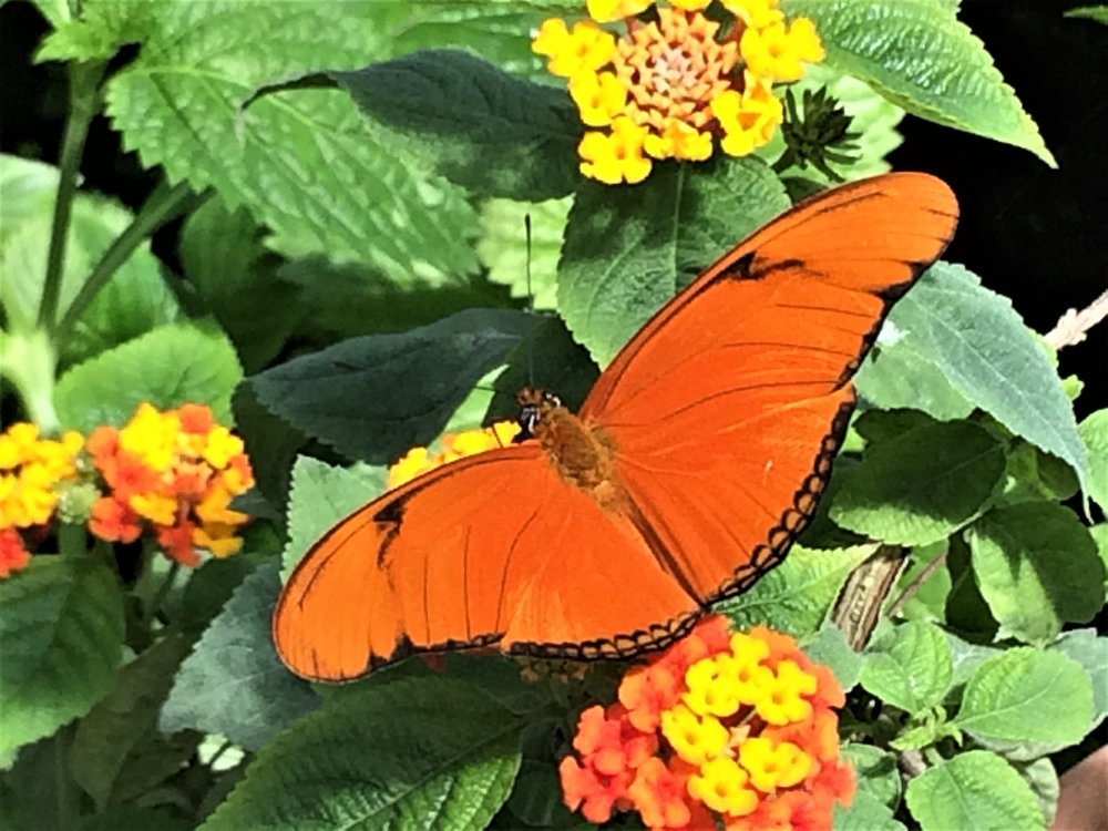 18.06.30_384_ о.Майнау.JPG