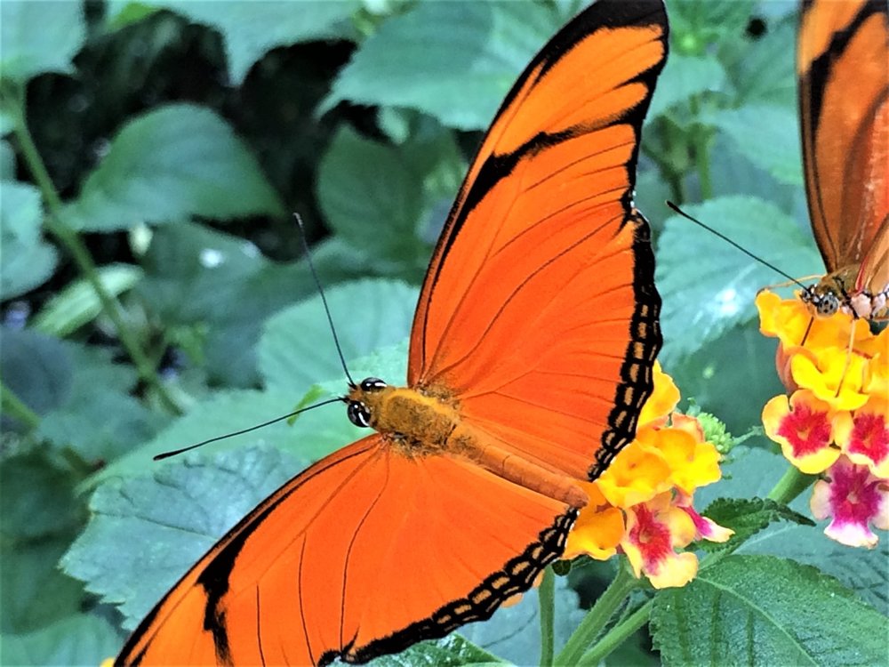 18.06.30_383_ о.Майнау.JPG