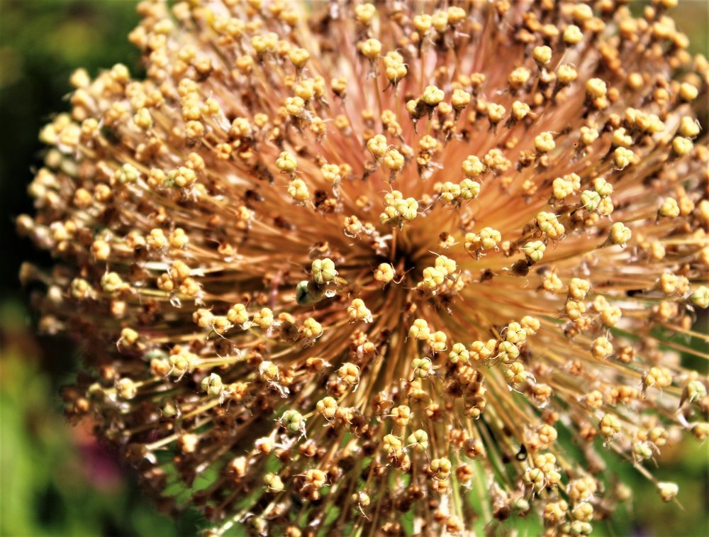 18.06.30_106_ о.Майнау.JPG