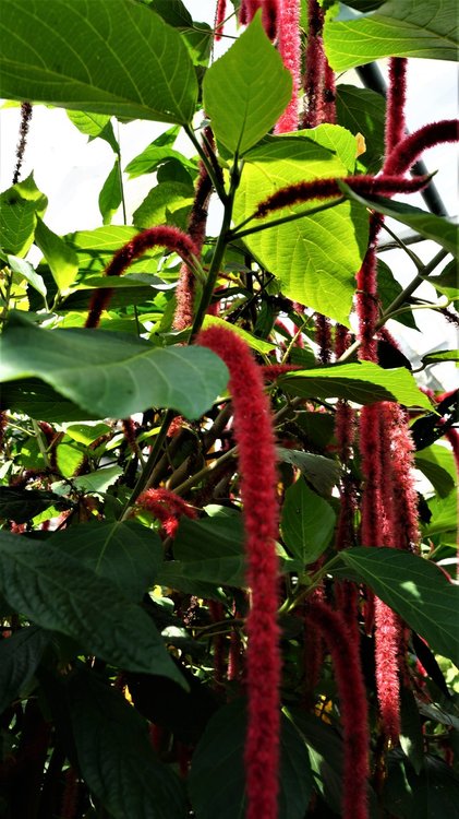 18.06.30_360_ о.Майнау.JPG