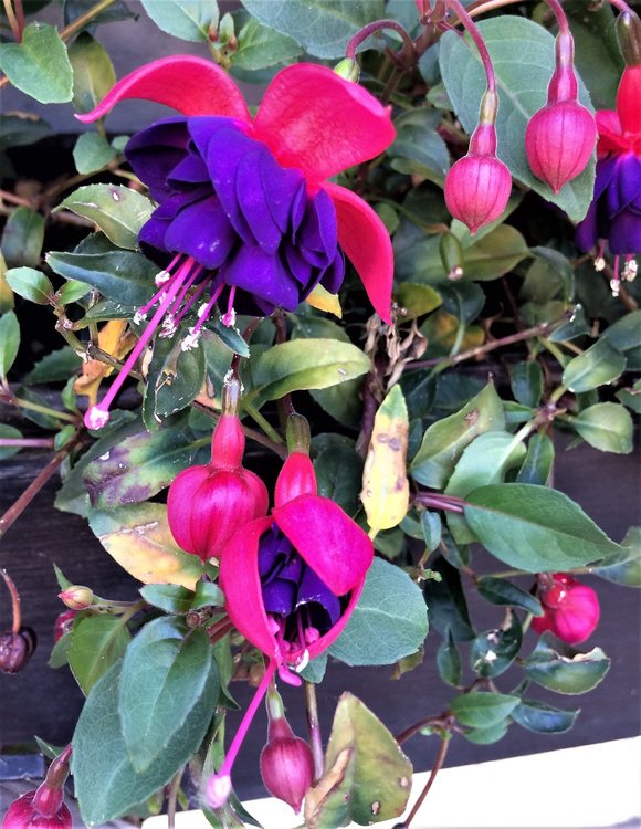 18.07.01_197_ Обераммергау.JPG