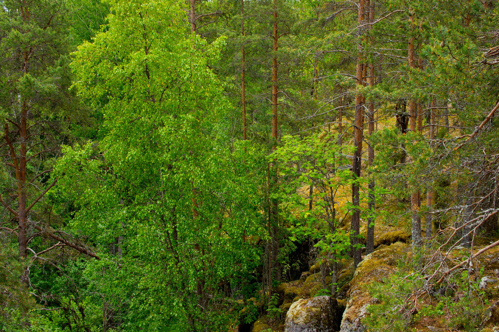 IMG_3886 Гора Сампо.jpg