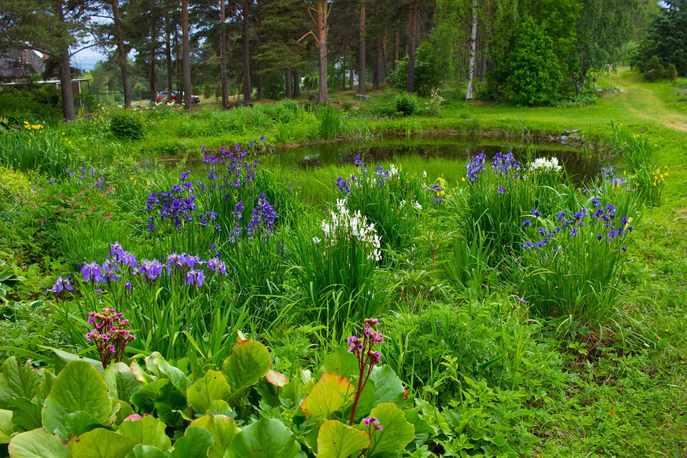 IMG_4113 Ботанческий сад Сибирский ирис.jpg