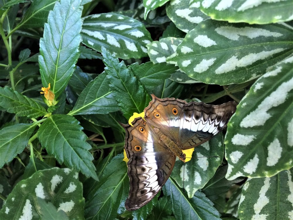 18.06.30_394_ о.Майнау.JPG