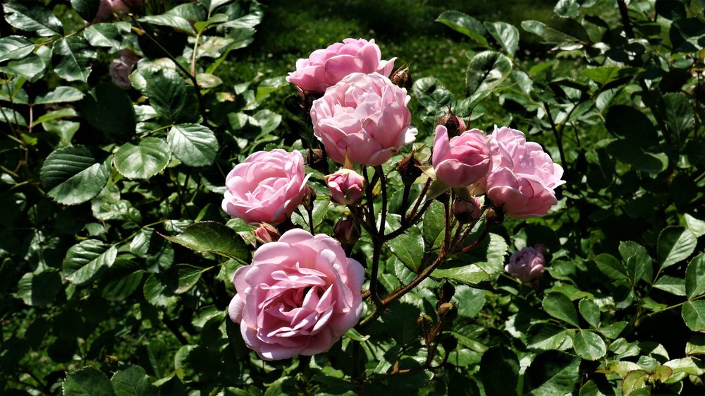 18.06.30_090_ о.Майнау.JPG