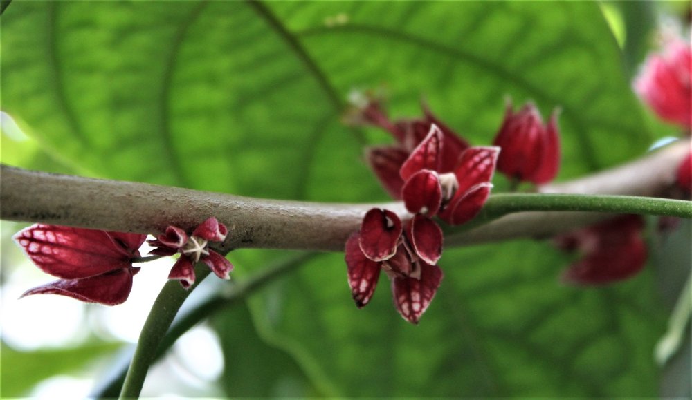 18.06.30_404_ о.Майнау.JPG