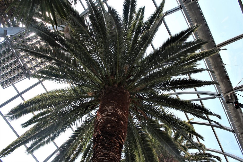 18.06.30_247_ о.Майнау.JPG