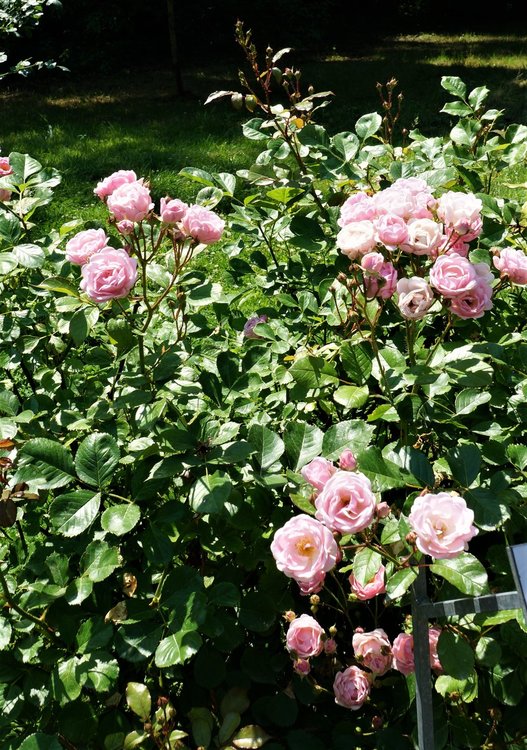 18.06.30_088_ о.Майнау.JPG