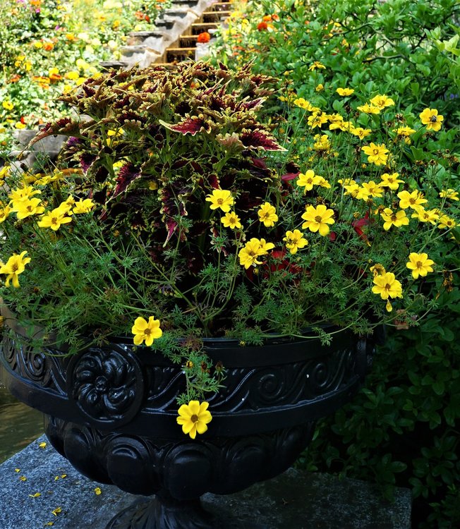 18.06.30_157_ о.Майнау.JPG