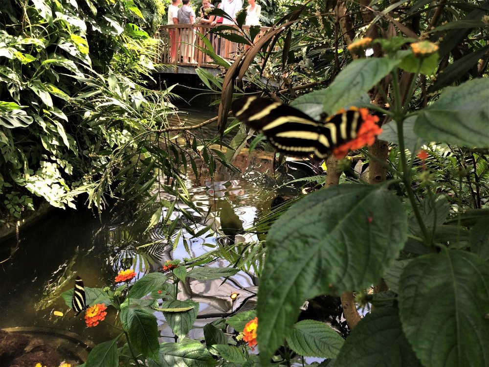 18.06.30_395_ о.Майнау.JPG