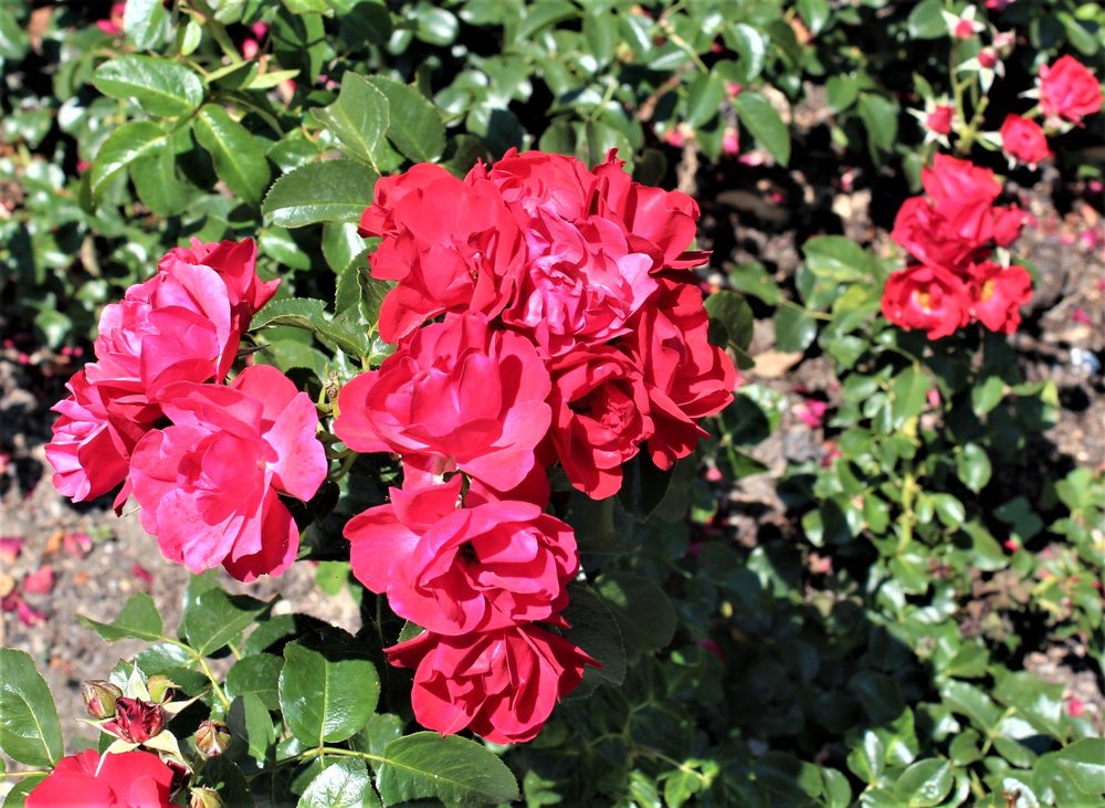 18.06.30_217_ о.Майнау.JPG