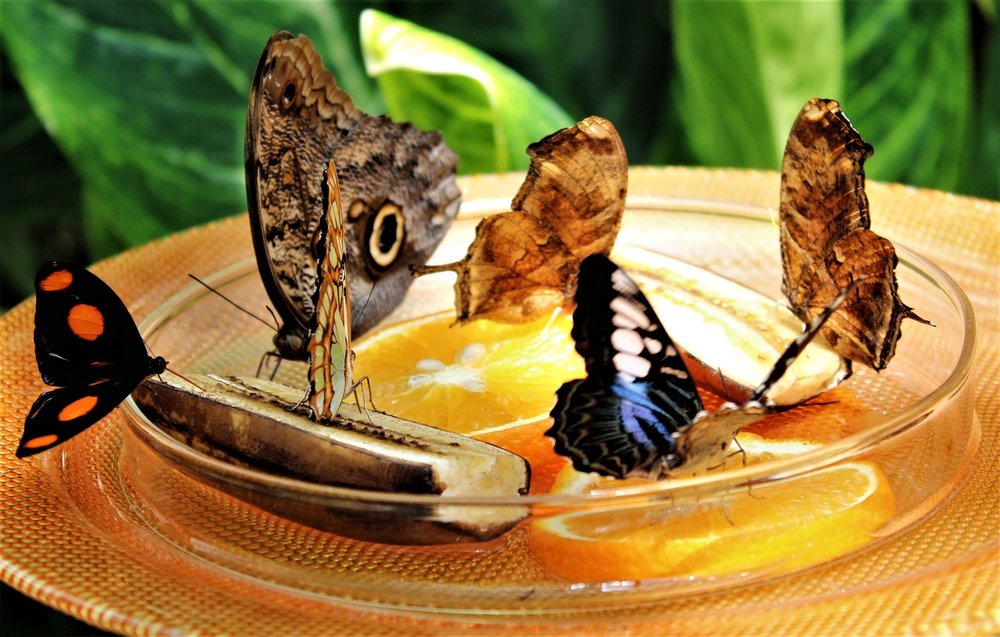 18.06.30_354_ о.Майнау.JPG