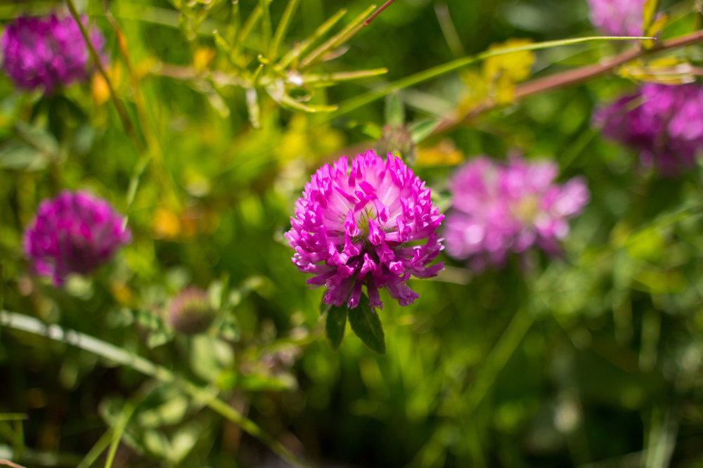 IMG_4402 Клевер.jpg