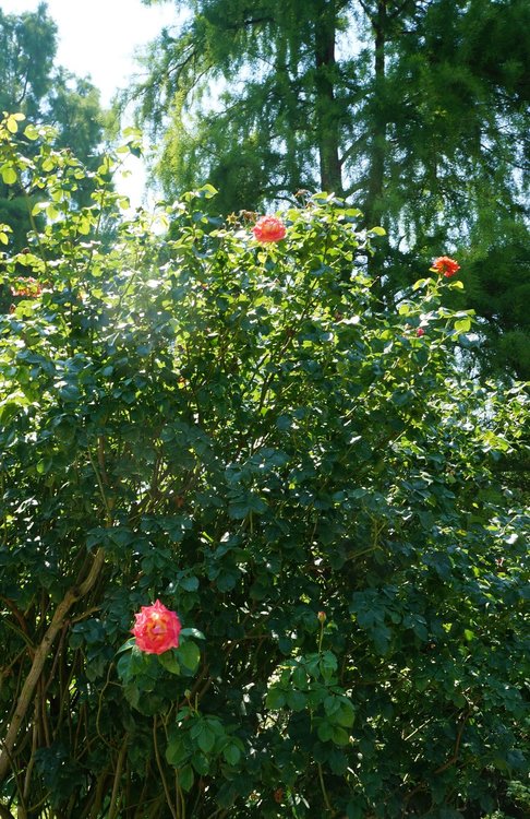 18.06.30_086_ о.Майнау.JPG