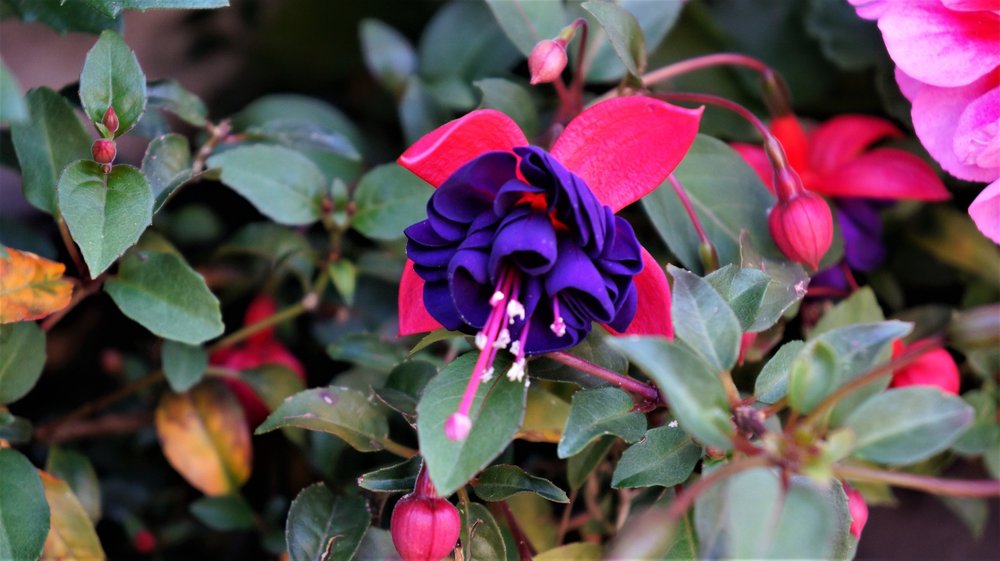 18.07.01_198_ Обераммергау.JPG