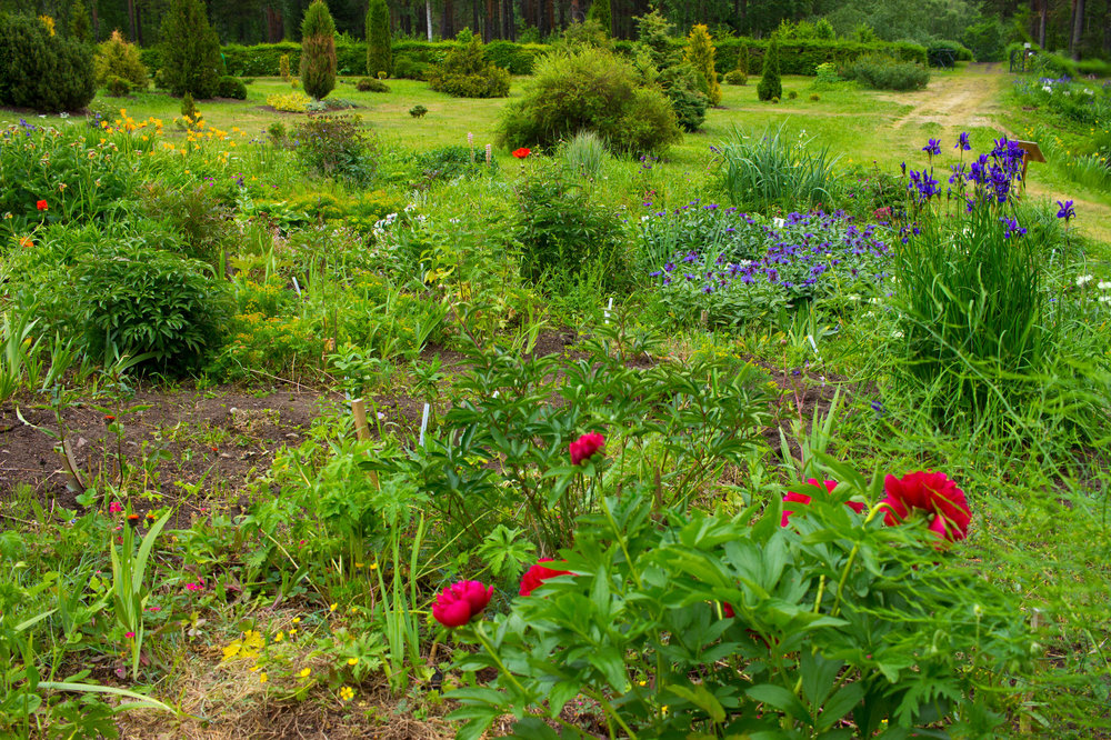 IMG_4128 Ботанический сад.jpg