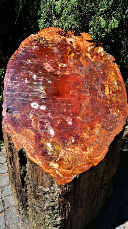 18.06.30_331_ о.Майнау.JPG