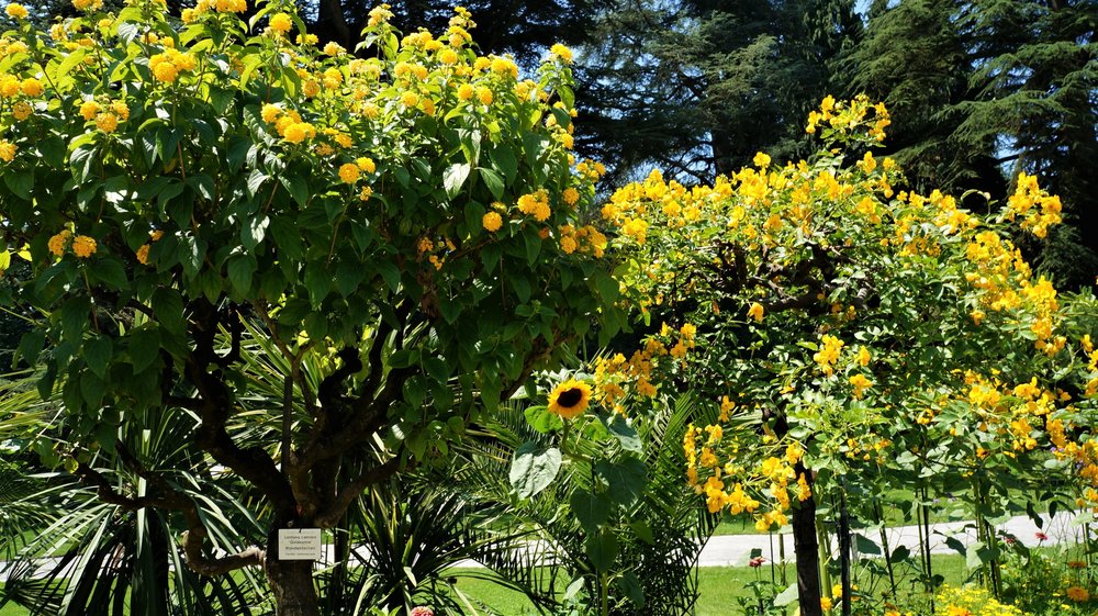 18.06.30_266_ о.Майнау.JPG