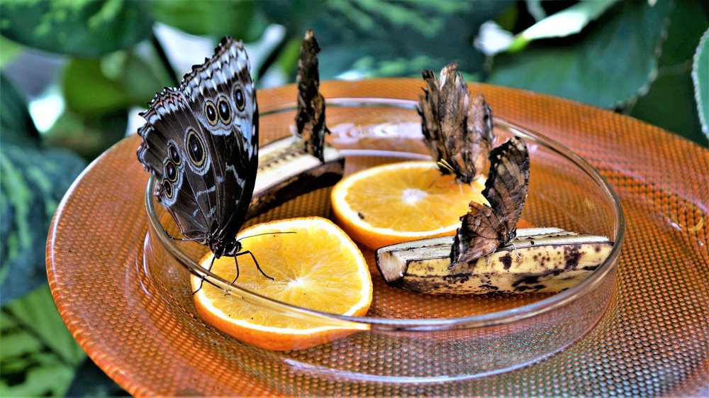 18.06.30_348_ о.Майнау.JPG