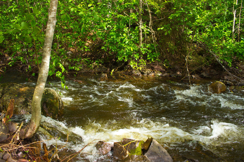 IMG_3950 Заповедник Кивач.jpg