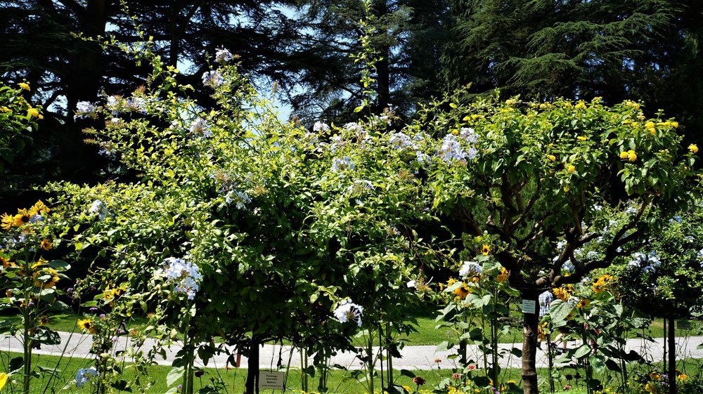 18.06.30_275_ о.Майнау.JPG