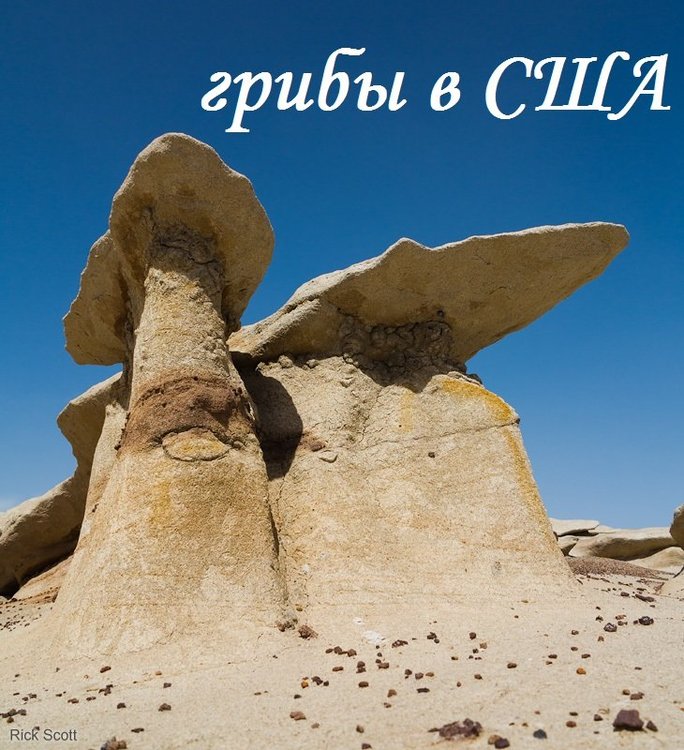 Грибы в США.jpg