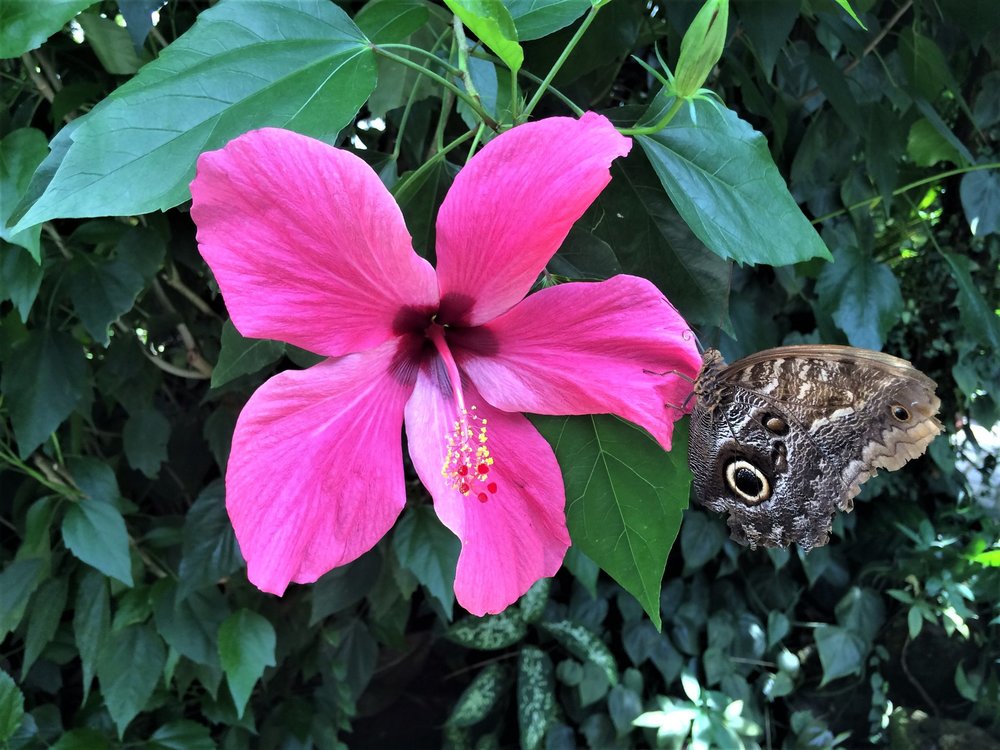 18.06.30_416_ о.Майнау.JPG