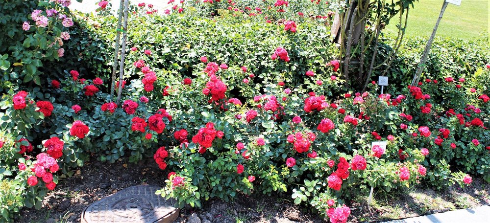 18.06.30_218_ о.Майнау.JPG