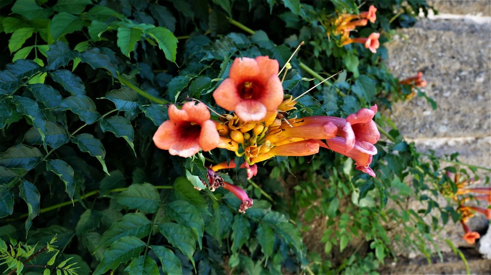 18.07.02_046_  Зальцбург_ Парк Мирабель.JPG