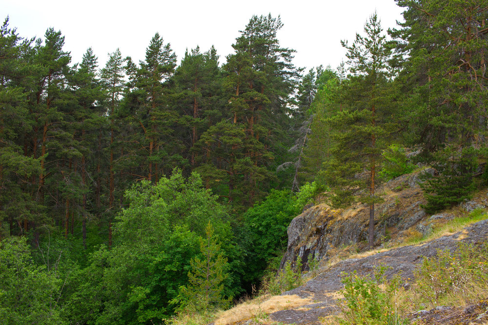 IMG_4203 Урочище Чертов Стул.jpg