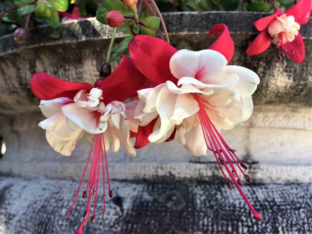 18.07.02_096_  Зальцбург_ Парк Мирабель.JPG