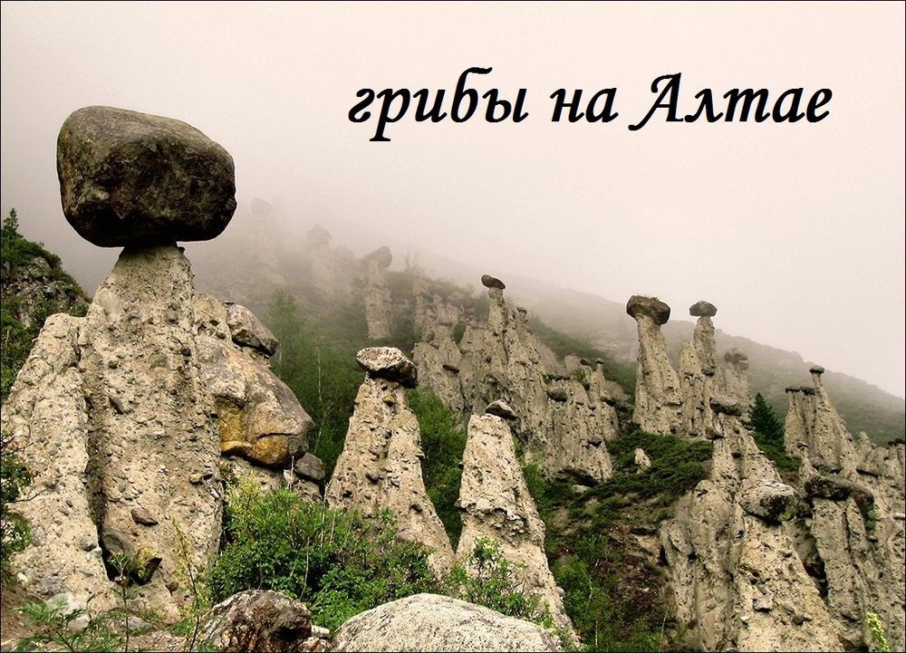 Грибы на Алтае.jpg