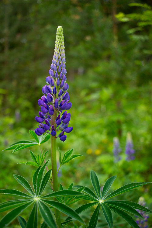 IMG_4163 Ботанический сад Синий люпин.jpg