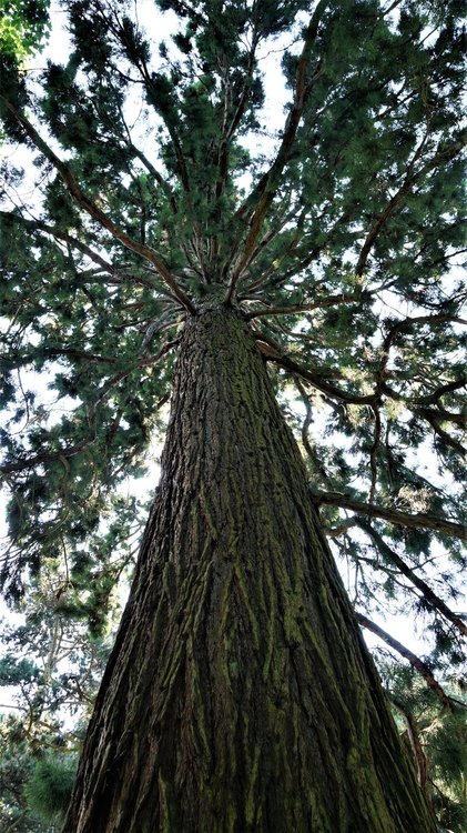 18.06.30_339_ о.Майнау.JPG