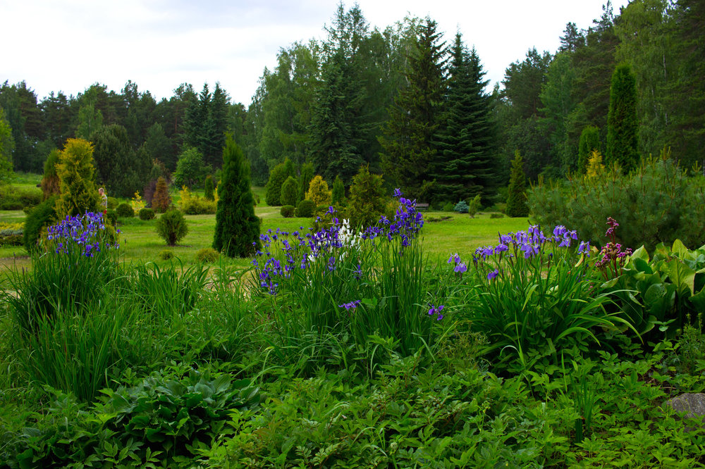 IMG_4110 Ботанический сад Сибирский ирис.jpg