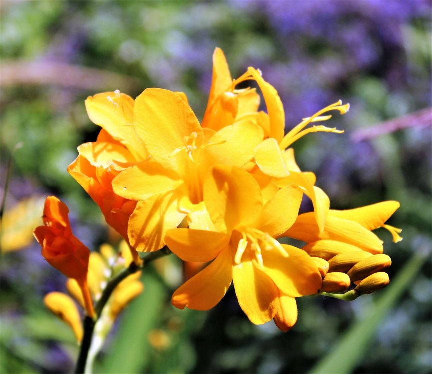 18.06.30_100_ о.Майнау.JPG