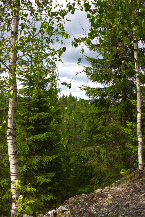 IMG_4298 Стройные березки.JPG