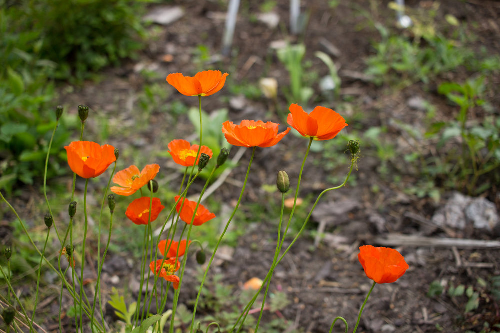 IMG_4106 Ботанический сад.jpg