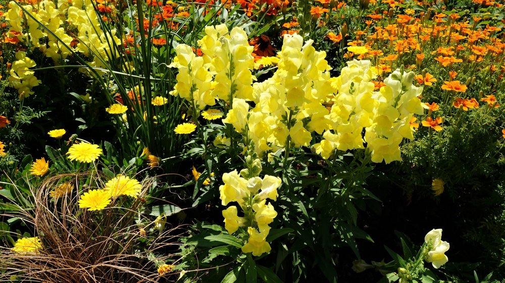 18.06.30_146_ о.Майнау.JPG