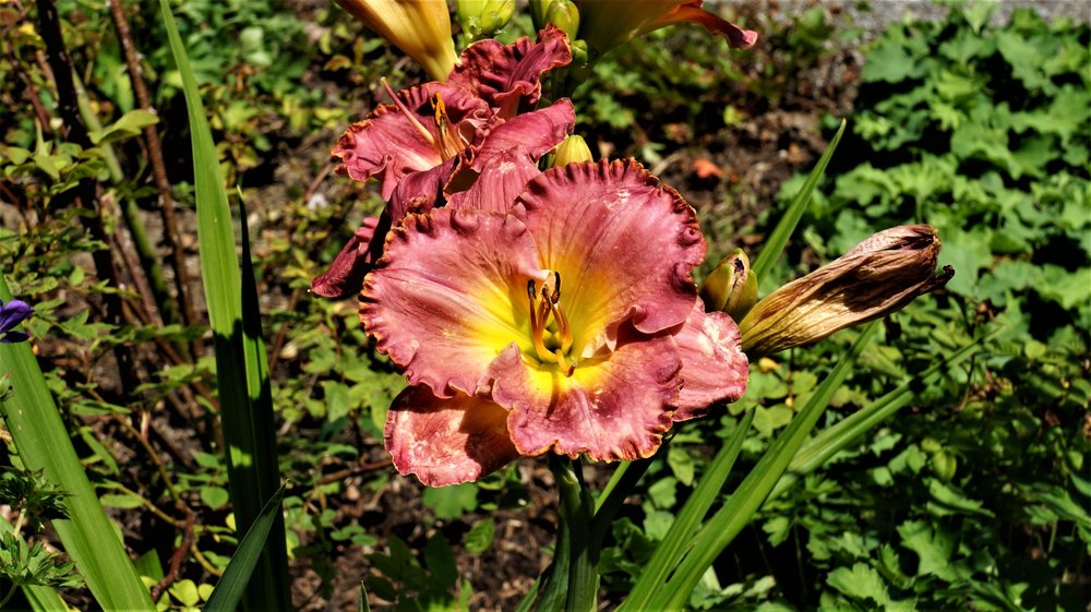 18.06.30_094_ о.Майнау.JPG