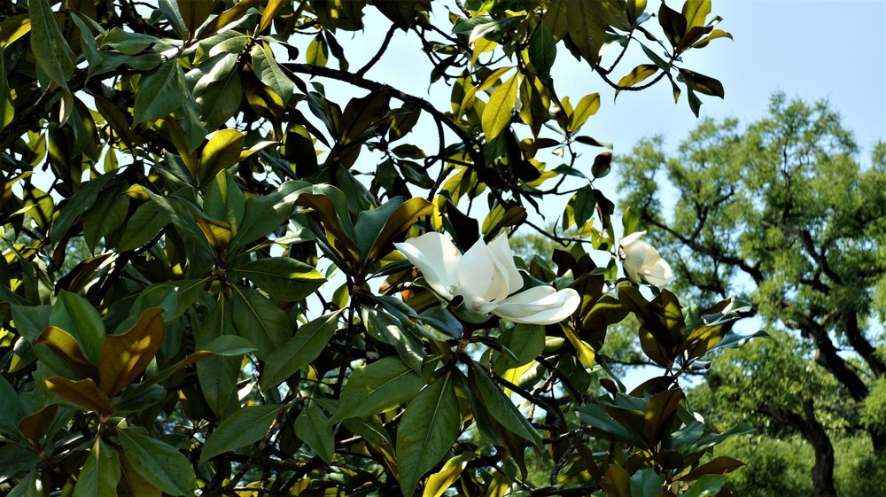 18.06.30_211_ о.Майнау.JPG