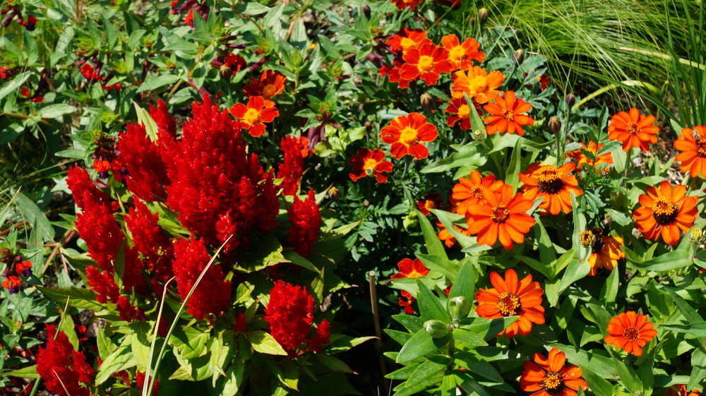 18.06.30_286_ о.Майнау.JPG