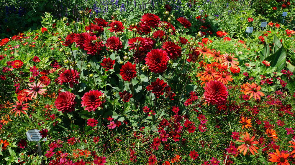 18.06.30_290_ о.Майнау.JPG