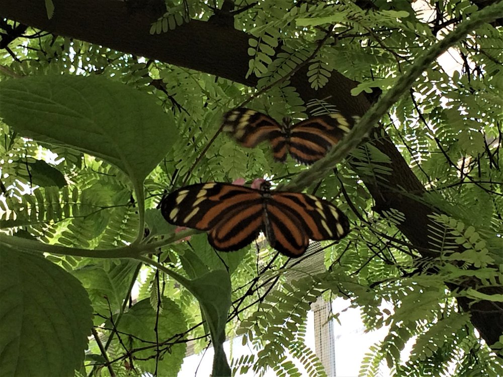 18.06.30_377_ о.Майнау.JPG